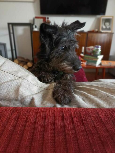 KRECIK psy ideał wesoły proludzki marzy o wspaniałym domu