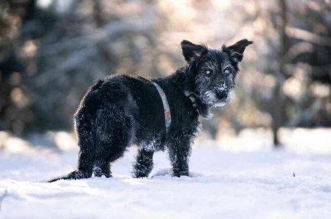 Wesoły prze kochany psiak poleca się do adopcji