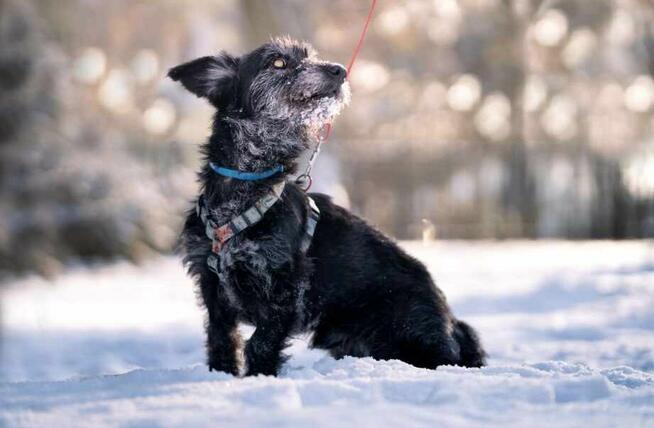 Cudowny słodziak kochający ludzi marzy o wspaniałym domu