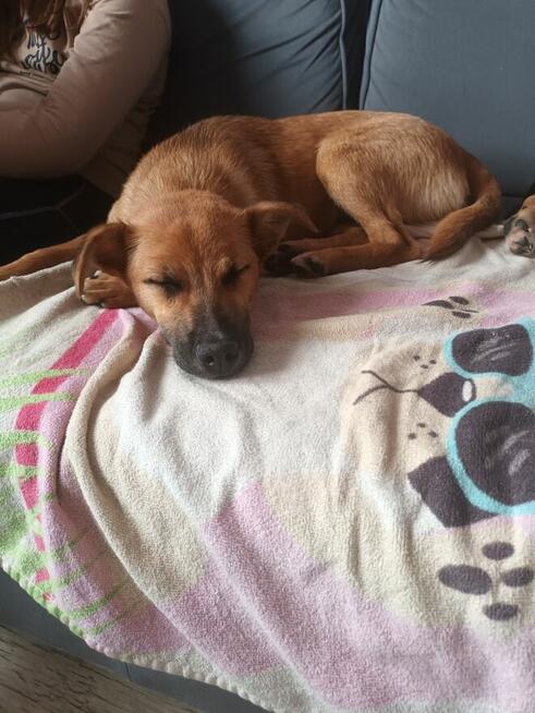 Lisia 5 msc cudo do adopcji