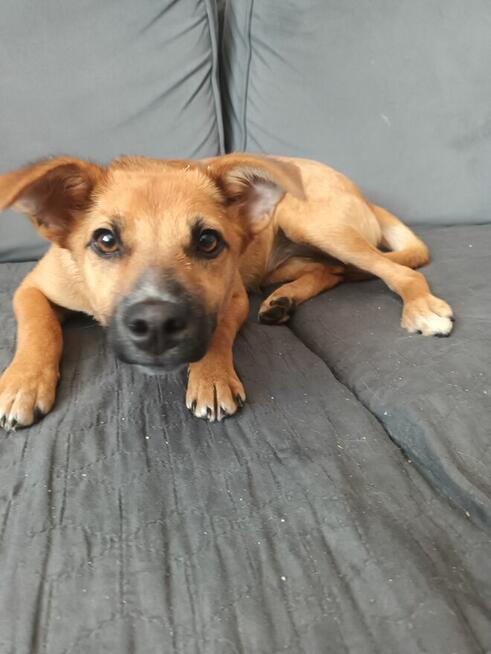 Lisia 5 msc cudo do adopcji