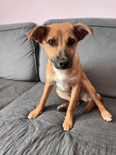 Lisia 5 msc cudo do adopcji