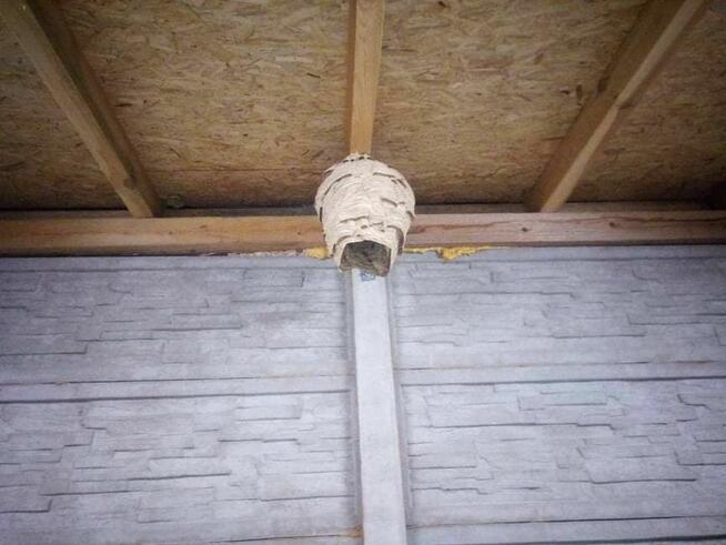 DDD BEST Dezynsekcja Deratyzacja odpluskwianie likwidacja os