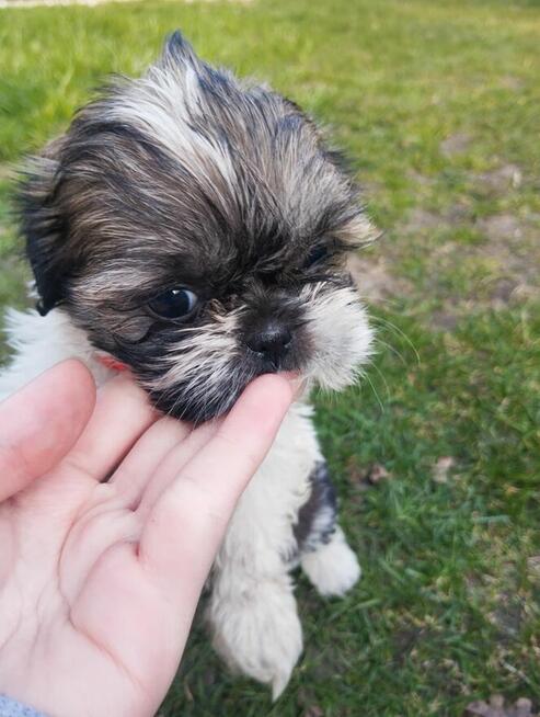 Shih tzu