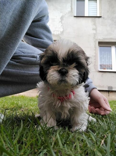 Shih tzu