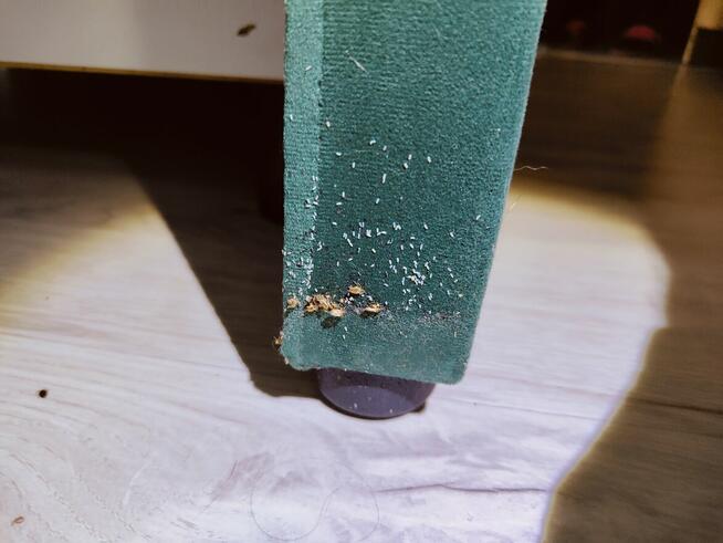 DDD BEST Dezynsekcja Deratyzacja odpluskwianie likwidacja os