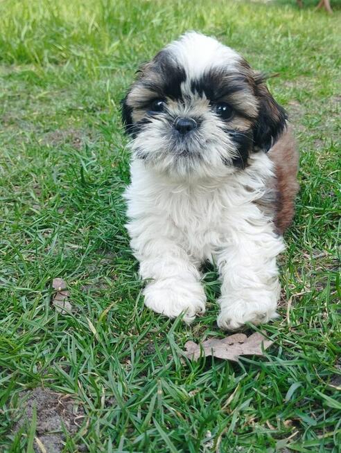 Shih tzu