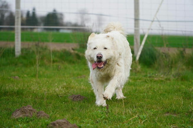 Aviva i Ana, dwie siostry szukają domu!