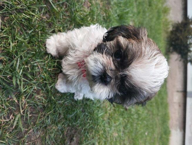 Shih tzu