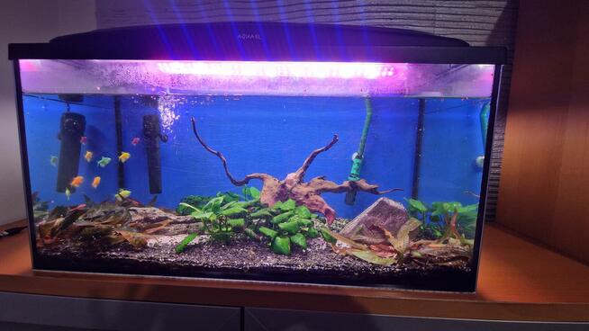 Meble z akwarium na sprzedaż