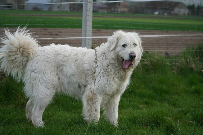Aviva i Ana, dwie siostry szukają domu!