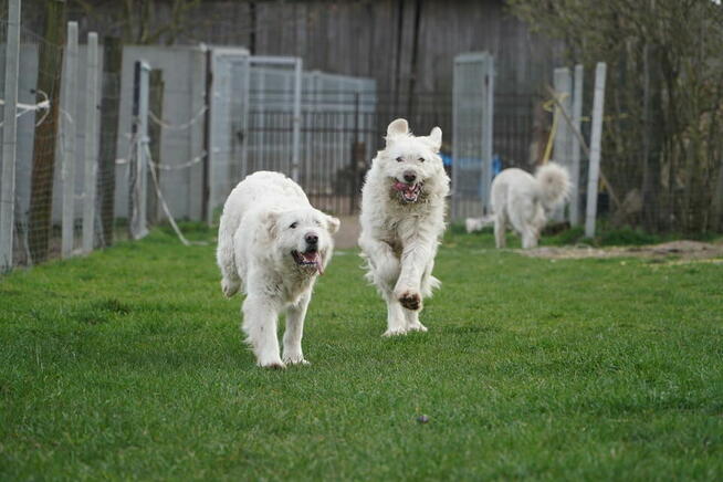 Aviva i Ana, dwie siostry szukają domu!