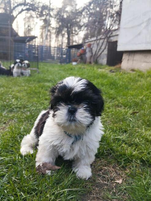 Shih tzu