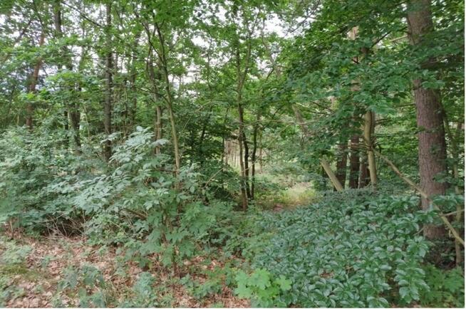 Syndyk sprzeda nieruchomość gruntową