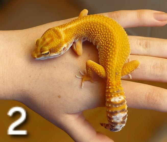 Dwie samice gekona lamparciego