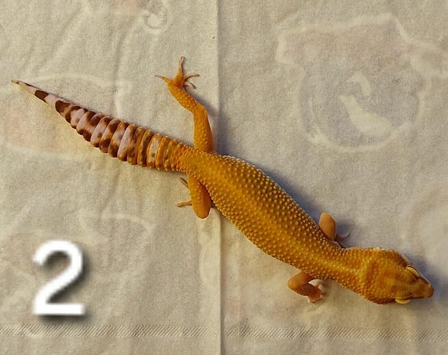 Dwie samice gekona lamparciego