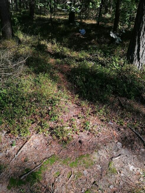 Nieruchomość gruntowa od Syndyka - Bielany-Żyłaki