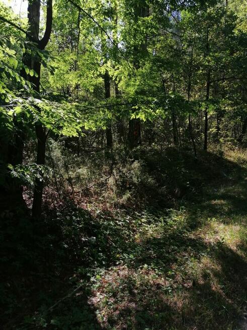 Nieruchomość gruntowa od Syndyka - Bielany-Żyłaki