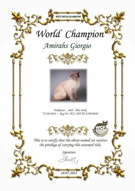 Kot tonkijski, kotki tonkijskie