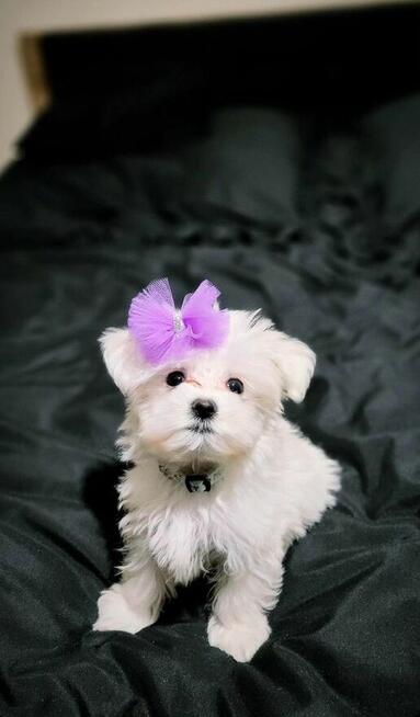 Maltańczyki miniaturka