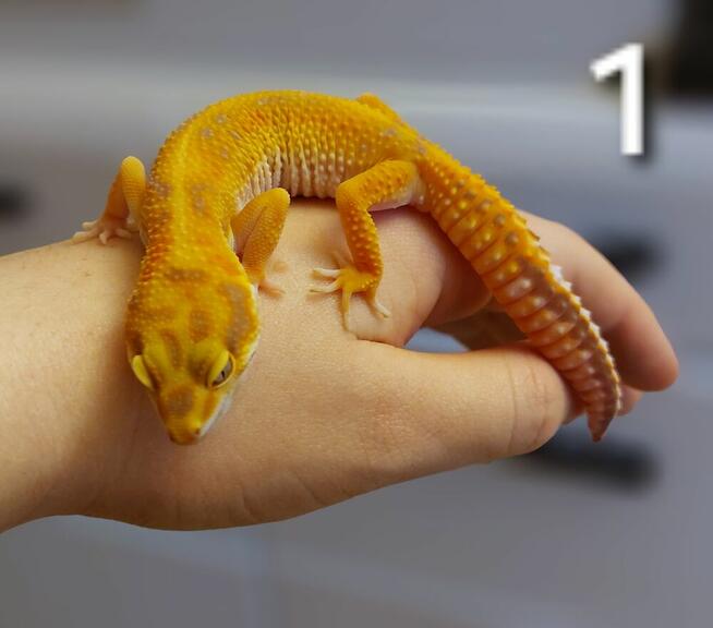 Dwie samice gekona lamparciego