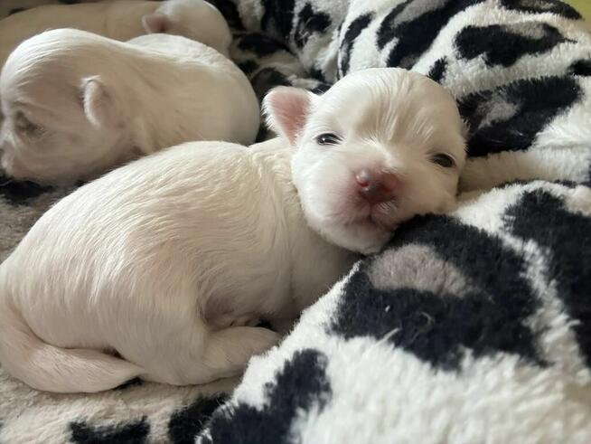 Maltańczyki miniaturka