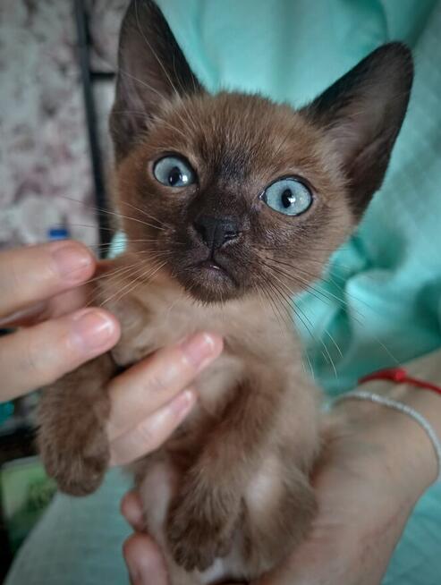 Kot tonkijski, kotki tonkijskie