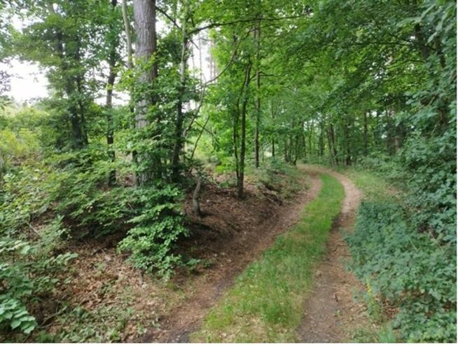 Syndyk sprzeda nieruchomość gruntową