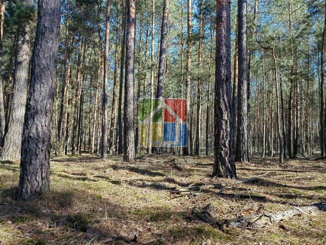 Działka pod zabudowę z lasem w Parku Krajobrazowym