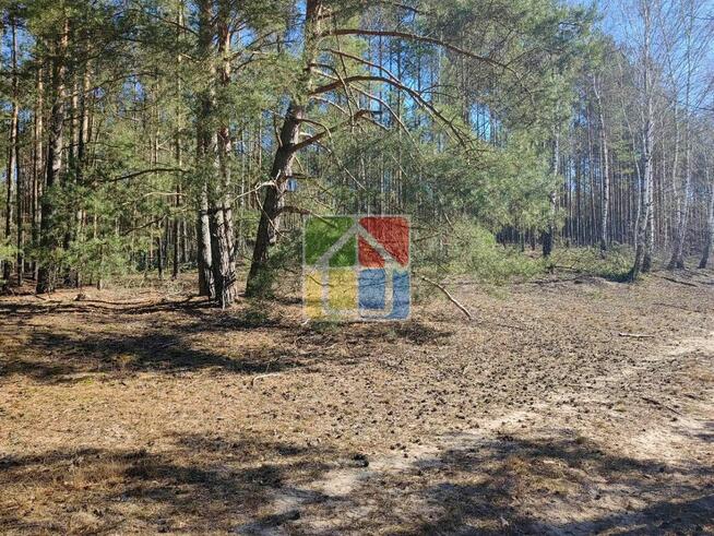 Działka pod zabudowę z lasem w Parku Krajobrazowym