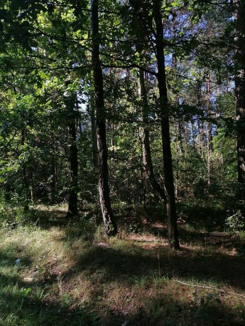 Nieruchomość gruntowa od Syndyka - Bielany-Żyłaki