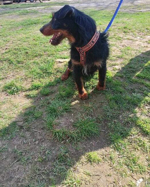 Terier w schronisku! Szuka nowego domu.