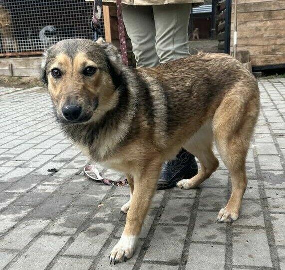 Kochana i piękna suczka szuka domku.