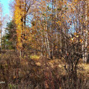 Działka budowlana 1090 i 1500m Chrzęsne Tłuszcz Postoliska b