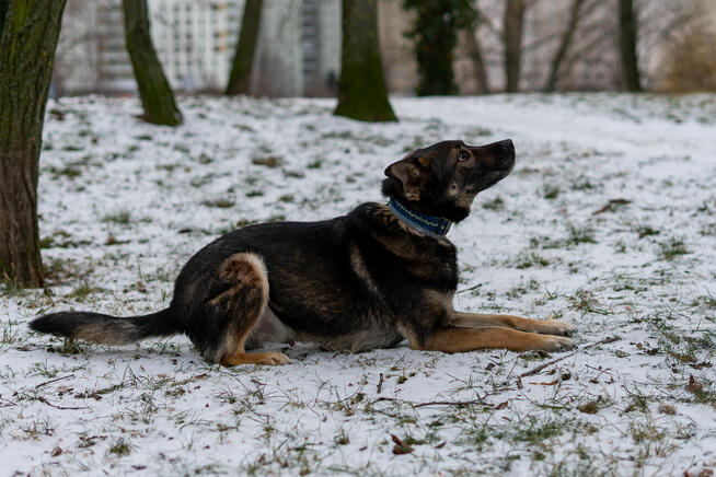 Ami - wychowany, domowy, przyjazny pies!