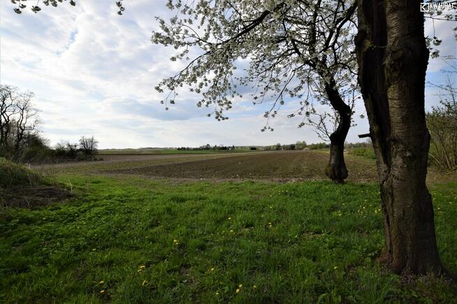 Działka rolno-budowlana Łubki Kolonia gm. Wojciechów
