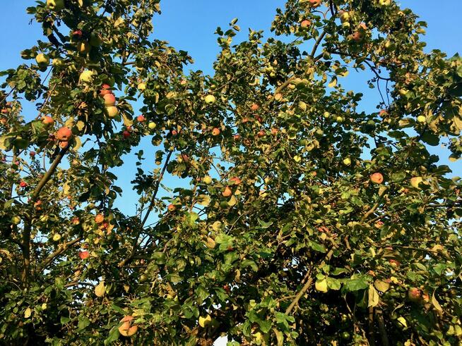 Przepiękny ogród i funkcjonalny dom, bud do prow dzial gosp