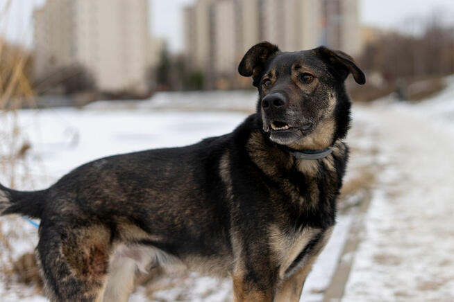 Ami - wychowany, domowy, przyjazny pies!