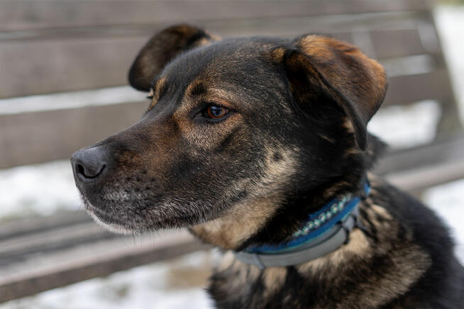 Ami - wychowany, domowy, przyjazny pies!