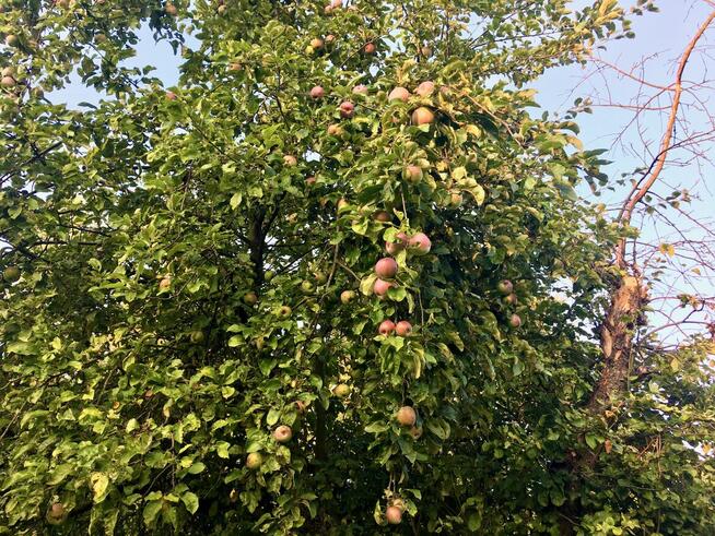 Przepiękny ogród i funkcjonalny dom, bud do prow dzial gosp