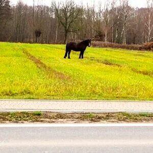 Działka 900m Miąse trasa Tłuszcz Wołomin media asfalt ogrodz