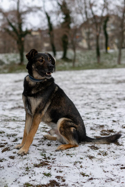 Ami - wychowany, domowy, przyjazny pies!