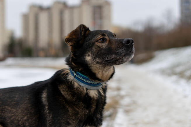 Ami - wychowany, domowy, przyjazny pies!