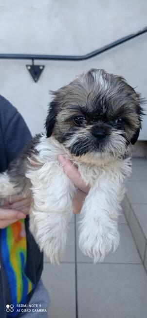 Shih tzu