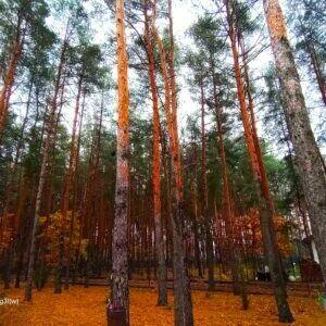 Dom parterowy 90m działka leśna 1220m Klembów Dobczyn Duczki