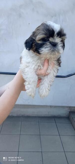 Shih tzu