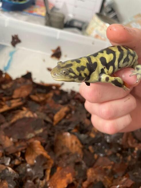 Warsztaty dla dzieci i młodzieży Egzotyczny świat