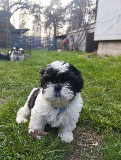 Shih tzu