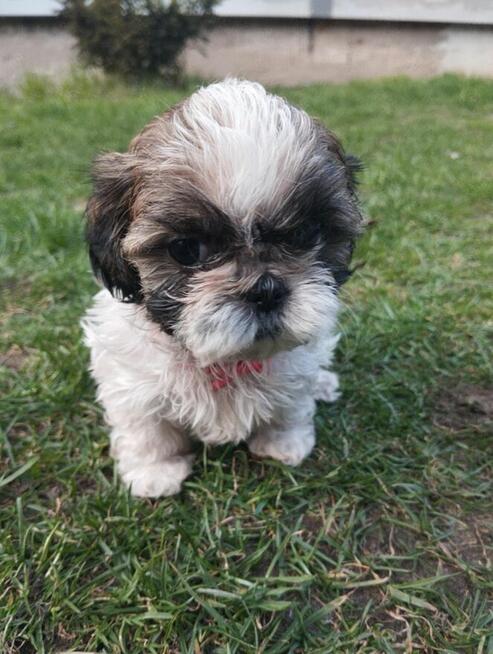 Shih tzu