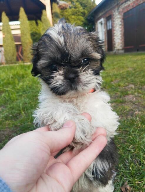 Shih tzu